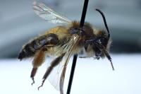 Andrena ferox