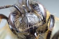 Andrena ferox