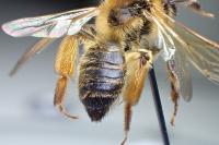 Andrena ferox