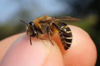 Colletes collaris