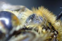 Colletes collaris