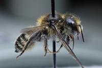 Hoplitis acuticornis