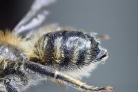 Hoplitis acuticornis