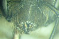 Hoplitis acuticornis