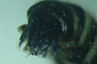 Colletes fodiens