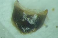 Colletes marginatus