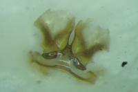 Colletes marginatus