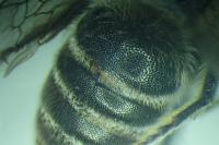 Colletes marginatus