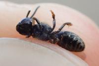 Lasioglossum villosulum