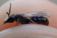 Lasioglossum villosulum