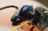 Halictus langobardicus