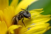 Lasioglossum glabriusculum