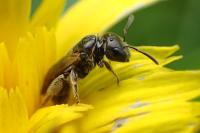 Lasioglossum glabriusculum