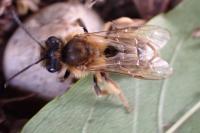 Andrena flavipes