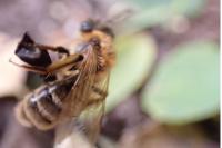 Andrena flavipes