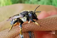 Anthidium septemspinosum