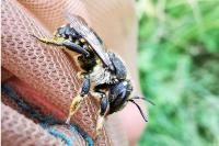Anthidium septemspinosum