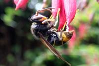 Vespa velutina