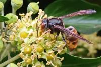 Vespa velutina