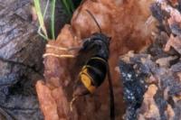 Vespa velutina