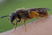 Lasioglossum pallens