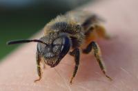 Lasioglossum pallens