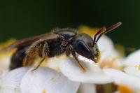 Lasioglossum glabriusculum