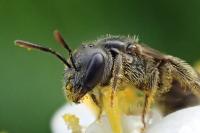 Lasioglossum glabriusculum
