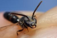 Lasioglossum laeve