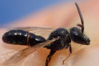 Lasioglossum laeve