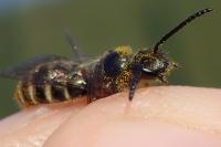 Lasioglossum marginatum