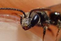 Lasioglossum villosulum