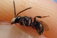 Lasioglossum villosulum
