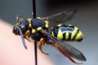 Nomada flavopicta