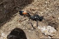 Ammophila sabulosa