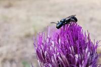 Ceratina cucurbitina