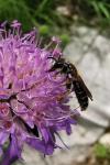 Andrena hattorfiana