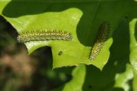 Periclista lineolata