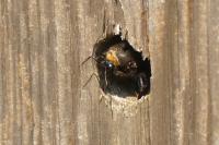 Xylocopa violacea