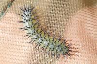 Periclista pubescens