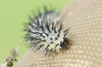 Periclista pubescens