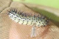 Periclista pubescens