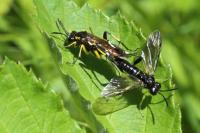 Macrophya montana