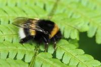 Bombus gr. terrestris
