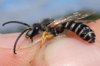 Halictus scabiosae