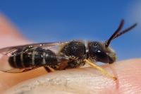Halictus langobardicus