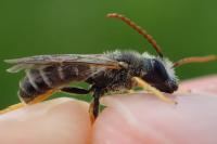 Halictus simplex