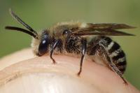 Colletes succinctus