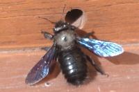Xylocopa violacea