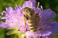 Halictus scabiosae